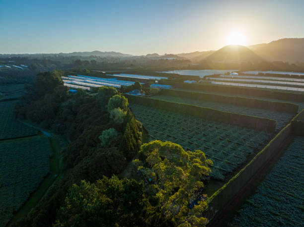 Kiwifruit Orchard